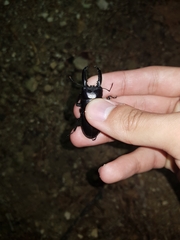 Serrognathus consentaneus