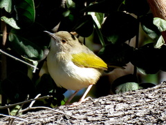 Camaroptera brachyura intercalata