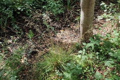 Deschampsia cespitosa