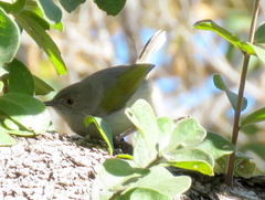 Camaroptera brachyura intercalata
