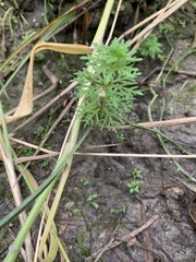 Limnophila brownii
