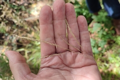 Deschampsia cespitosa