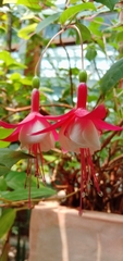 Fuchsia × hybrida
