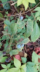 Rubus caesius