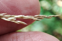 Deschampsia cespitosa