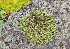 Hedwigia ciliata