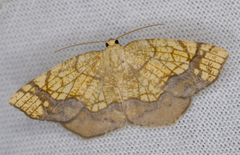 Nematocampa resistaria