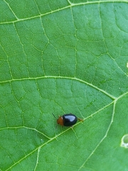Nisotra