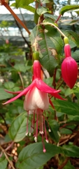 Fuchsia × hybrida