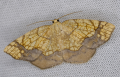 Nematocampa resistaria