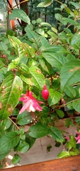 Fuchsia × hybrida