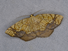 Nematocampa resistaria