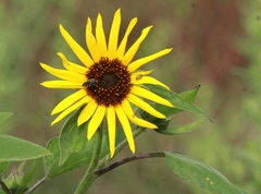 Acmaeodera disjuncta