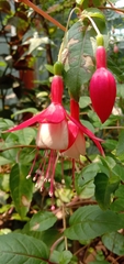 Fuchsia × hybrida