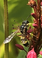 Cerceris rybyensis