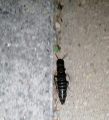 Ocypus olens