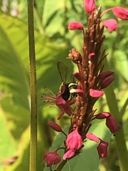 Bistorta amplexicaulis