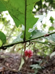 Massularia acuminata image