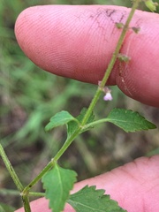 Basilicum polystachyon