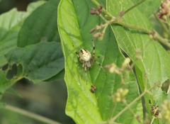 Neoscona