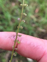 Basilicum polystachyon