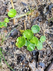 Hydrocotyle vulgaris