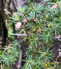 Brachyloma ericoides