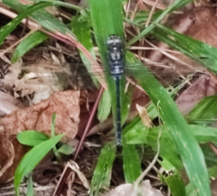 Pornothemis starrei