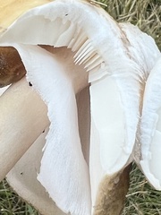 Amanita amerirubescens