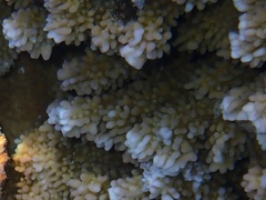 Montipora capitata
