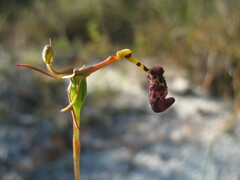 Drakaea livida