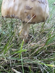 Amanita amerirubescens