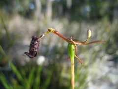 Drakaea livida