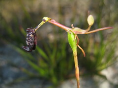 Drakaea livida