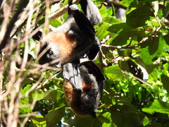 Pteropus poliocephalus