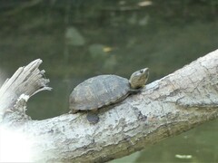 Sternotherus carinatus