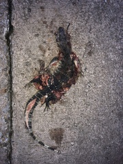 Varanus salvator macromaculatus