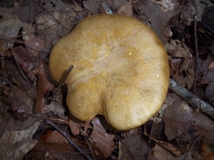 Retiboletus