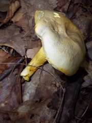 Retiboletus