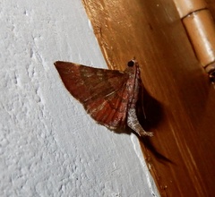 Hypsopygia