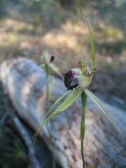 Caladenia thinicola