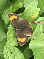 Thecla betulae