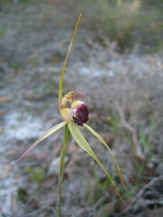 Caladenia thinicola