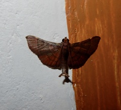 Hypsopygia