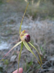 Caladenia thinicola