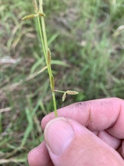 Cyperus aquatilis