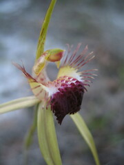 Caladenia thinicola