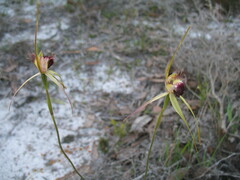 Caladenia thinicola