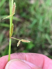 Cyperus aquatilis