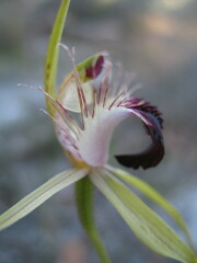 Caladenia thinicola